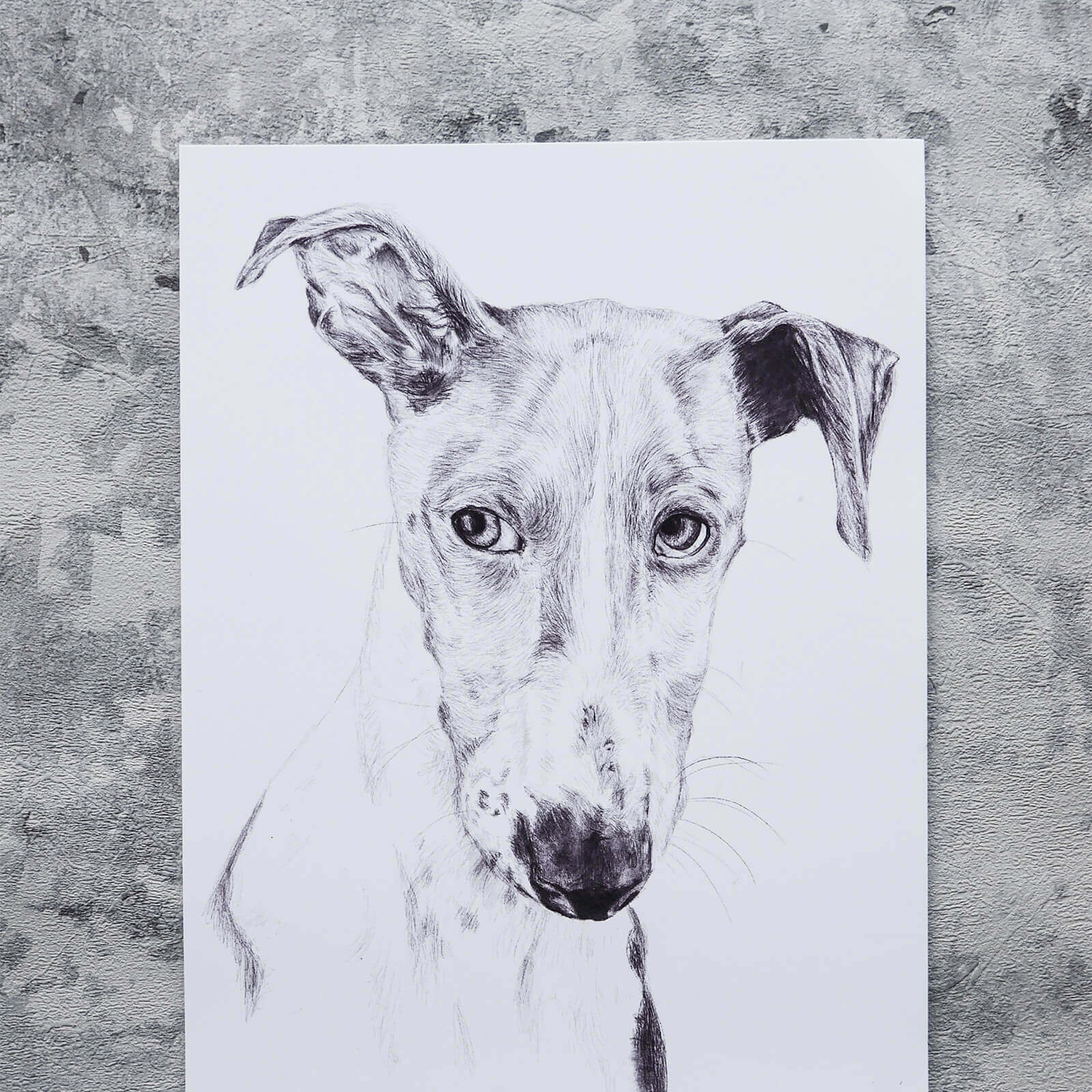 Greyhound dog Illustration in pencil - art print image 2