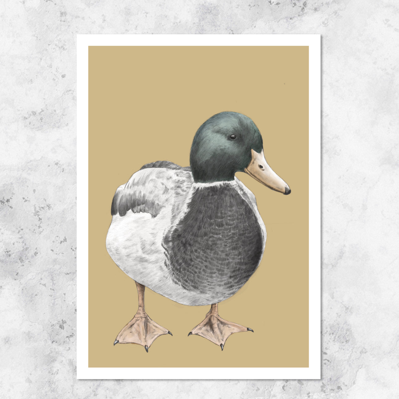 Duck illustration - art print