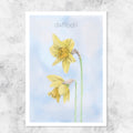 Daffodil illustration - art print