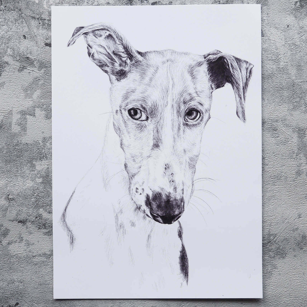 Greyhound dog Illustration in pencil - art print image 1